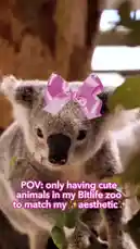 This charming video showcases a collection of adorable animals perfectly curated to match a 'cute aesthetic.' It features a koala adorned with a pink bow, a vibrant green bird perched on cherry blossoms, and a red panda with matching bows on its ears. Each animal is presented in a visually pleasing manner, ideal for fans of cute content and those interested in creating a themed digital zoo within the game BitLife. by @bitlifeapp with Original Sound by bitlifeapp