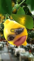 Preview for a Spotlight video that uses the Crazy Lemon Lens