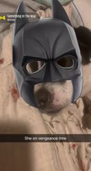 Preview for a Spotlight video that uses the BATMAN-PETS Lens