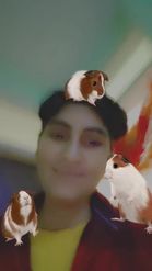 Preview for a Spotlight video that uses the Cute Guinea Pigs Lens