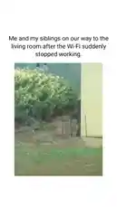 This viral clip captures a hilarious moment where a family's reaction to a dead Wi-Fi connection is perfectly mirrored by a real-life gorilla. The text overlay humorously sets the scene, and the unexpected appearance of the primate walking through their yard creates a surreal and comedic parallel. It's a perfect example of how animals can unintentionally become the stars of our digital-age memes. by @eirakoze64 with Original Sound by x-j0sh