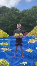 In this hilarious and physics-defying challenge, Winchumbo tests how many bananas it takes to make him slip and fall. Starting with just one banana, he progressively adds more, attempting increasingly difficult acrobatics like backflips and handstands on the slippery surface. From 'one banana' to a staggering 'forty bananas,' this is a comedic experiment in balance, gravity, and the surprising power of banana peels. Watch as he pushes his limits, makes a mess, and even discovers some unexpected benefits. by @winchumbo with Original Sound by winchumbo
