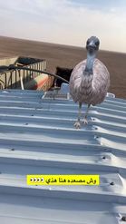 Preview for a Spotlight video that uses the ostrich Lens