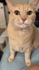 This short video captures the charming antics of two cats in a cozy home setting. An orange tabby cat sits attentively on a person's lap, while a playful gray cat tumbles on the floor and enthusiastically uses a scratching post. The scene is filled with the typical sounds of domestic life, including a person speaking to the pets and the distinct meow of one of the cats. by @e-beth with Original Sound by e-beth