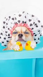 Preview for a Spotlight video that uses the Dog in Shower Lens