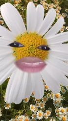 Preview for a Spotlight video that uses the Chamomile Flowers Lens
