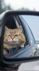 Preview for a Spotlight video that uses the Cat in Car Lens