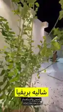 شاليه بريفيا 🌴 by @karim.alsaleh with original sound