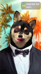Preview for a Spotlight video that uses the Shiba Inu in suit Lens