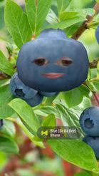 Preview for a Spotlight video that uses the Blueberry Head Lens