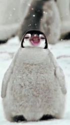 Preview for a Spotlight video that uses the Funny Penguin Lens