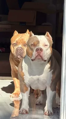 Breezy Foxx (@breezy.foxx) | Snapchat Stories, Spotlight & Lenses