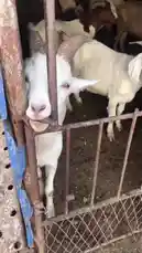 Video by @eirakoze64 with Original Sound by animalovershow