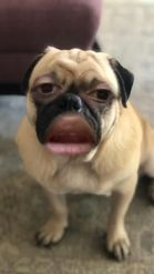 Preview for a Spotlight video that uses the Pug Face Lens