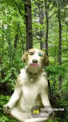 Preview for a Spotlight video that uses the Wise Yoga Dog Lens