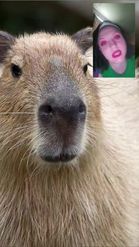 Preview for a Spotlight video that uses the Capybara Facetime Lens