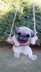 Preview for a Spotlight video that uses the Puppy Swinging Lens