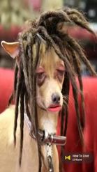 Preview for a Spotlight video that uses the dreadlocks dog Lens
