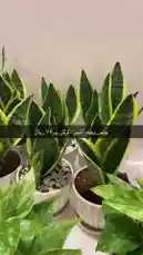 Video by @home_garden3 with original sound