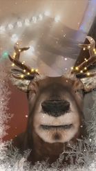 Preview for a Spotlight video that uses the Festive Deer  Lens
