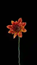 This captivating time-lapse video features a single, stunning orange dahlia flower blooming against a stark black background. The flower's petals unfurl gracefully, revealing intricate layers and rich color gradients. The accompanying deep, rhythmic audio creates a mesmerizing and atmospheric experience, highlighting the natural beauty and elegance of the bloom. by @gwenstefani with Original Sound by gwenstefani
