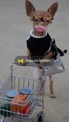 Preview for a Spotlight video that uses the Dog Shopping Lens