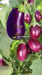 Preview for a Spotlight video that uses the Egg plant Lens