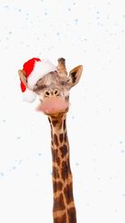 Preview for a Spotlight video that uses the Christmas Giraffe Lens