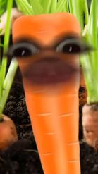 Preview for a Spotlight video that uses the carrot Lens