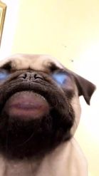 Preview for a Spotlight video that uses the Pug Love Lens