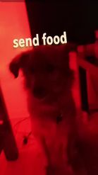 Preview for a Spotlight video that uses the send food for dogs Lens