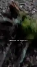 Join Emiliano on a serene journey through a quiet forest. This immersive clip captures the intricate details of moss-covered tree roots and tangled branches underfoot, showcasing the raw beauty of nature during a peaceful walk. by @amiliflips with Original Sound by amiliflips