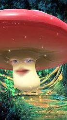 Preview for a Spotlight video that uses the Magic Mushroom Lens