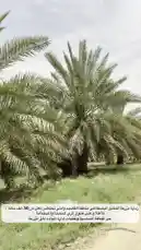 الطاقة الشمسية تخدم نخيلنا 🌴 by @ncpd.sa with original sound