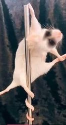 Preview for a Spotlight video that uses the pole dance mouse Lens