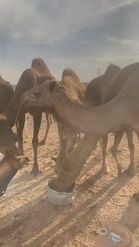 Preview for a Spotlight video that uses the Desert Camel Lens