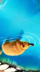 Preview for a Spotlight video that uses the Capybara 360 Lens