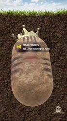 Preview for a Spotlight video that uses the Tiger King Potato Lens