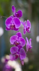Preview for a Spotlight video that uses the Orchids Lens
