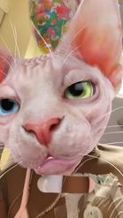 Preview for a Spotlight video that uses the Sphinx Cat Lens