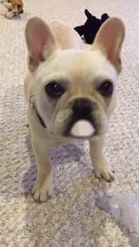 Preview for a Spotlight video that uses the French Bulldog Lens