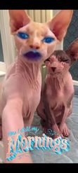 Preview for a Spotlight video that uses the Sphynx Cat Selfie Lens