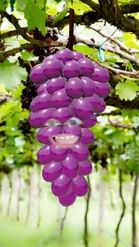 Preview for a Spotlight video that uses the Grapes Head Lens