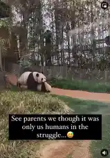 Watch this adorable panda family drama unfold! In a playful yet chaotic moment, a giant panda cub tries to climb onto its parent's back, leading to a hilarious struggle on a wooden platform. The parent panda patiently endures the antics before finally giving in and allowing the cub to rest beside it. This heartwarming and funny interaction perfectly captures the universal 'struggles' parents face, even among animals. by @eirakoze64 with Original Sound by eirakoze64