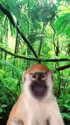 Preview for a Spotlight video that uses the Monkey in Forest Lens