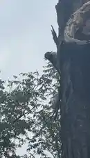 A close-up view of a woodpecker clinging to the side of a large tree trunk. The bird is actively pecking at the bark, showcasing natural behavior in a forest environment. by @ford_fetti with Original Sound by Contains: Help Me 2 - Real Boston Richey
