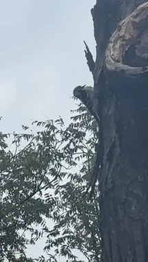 A close-up view of a woodpecker clinging to the side of a large tree trunk. The bird is actively pecking at the bark, showcasing natural behavior in a forest environment. by @ford_fetti with Original Sound by Contains: Help Me 2 - Real Boston Richey