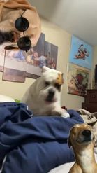Preview for a Spotlight video that uses the DOGS Lens