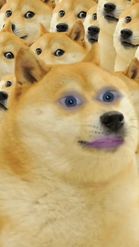 Preview for a Spotlight video that uses the Doge Boss Lens