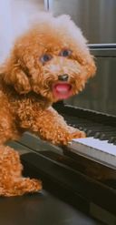 Preview for a Spotlight video that uses the Piano Dog Lens